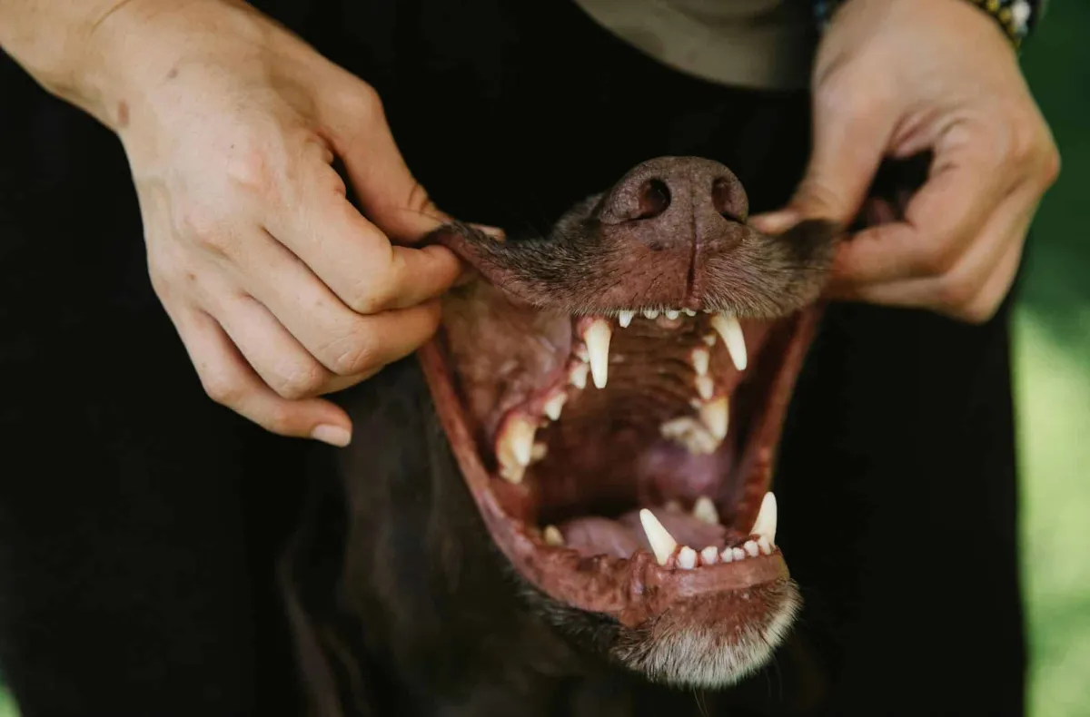 Détartrage du chien : le prix en Belgique