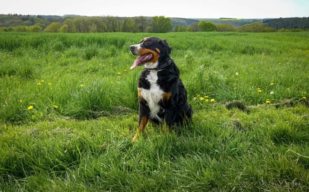 Pourquoi le détartrage est important pour les chiens