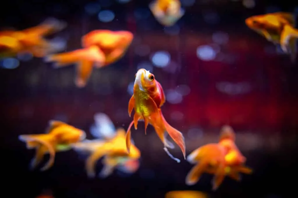 Poisson rouge comme animal de compagnie