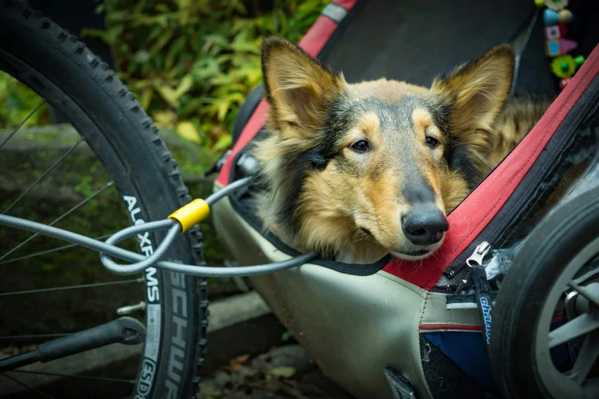 Vélo avec son chien en Belgique : ce qui est permis et ce qui ne l'est pas