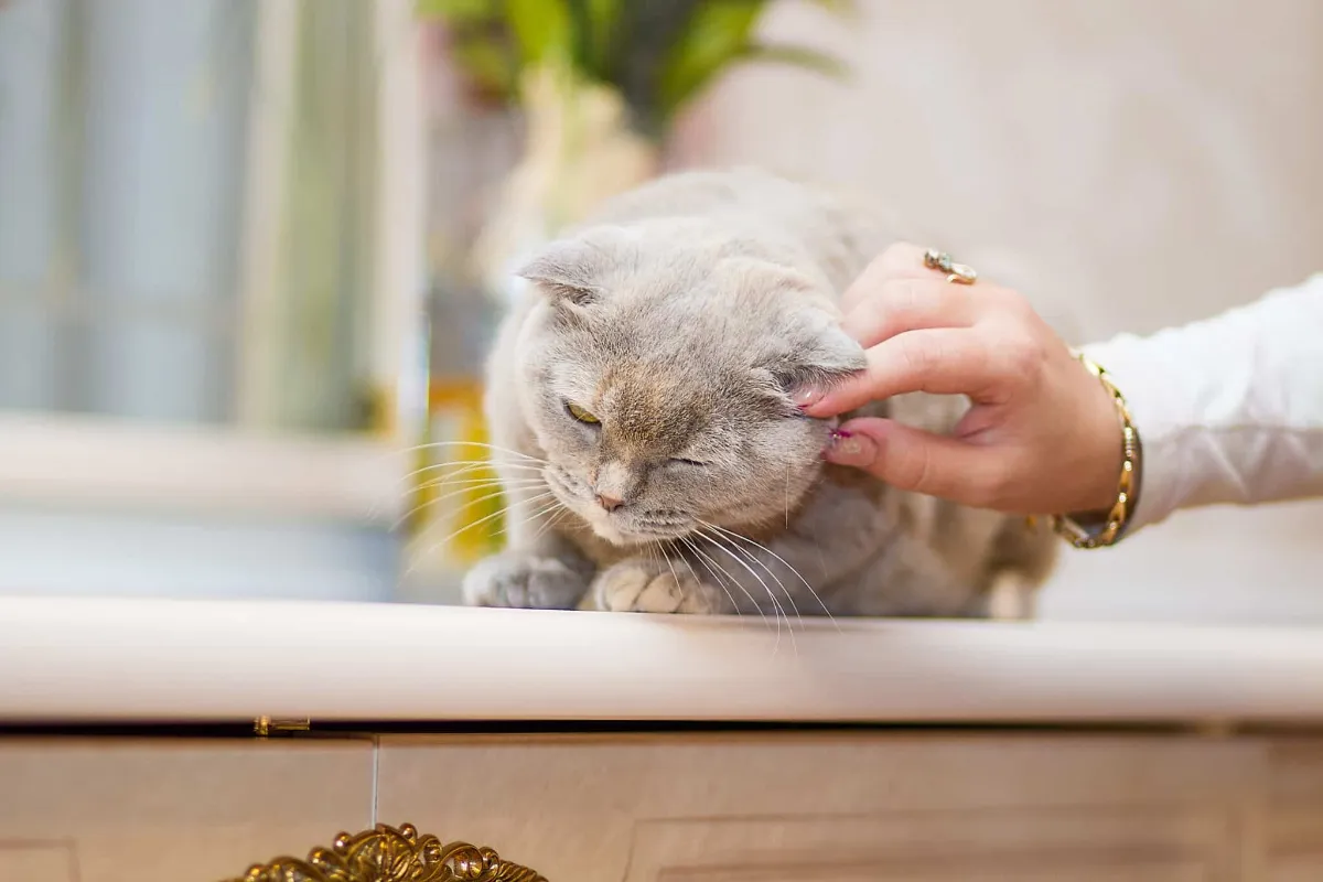 Pucer son chat en Belgique : une obligation ?