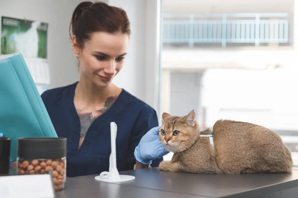 Pucer son chat : vraiment nécessaire ?