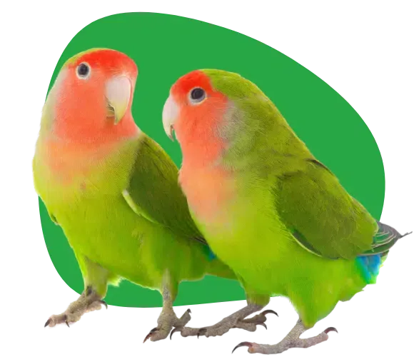 Perroquet coloré