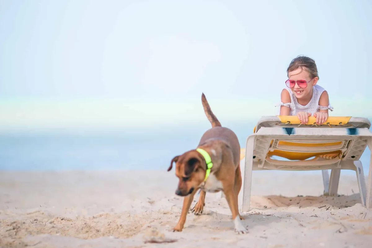 Vacances en Belgique avec votre chien : ce qu'il faut savoir