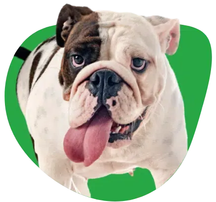 Bulldog anglais en studio