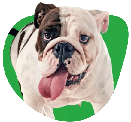 Prix d'une IRM, d'un scanner ou d'une échographie pour votre chien en Belgique