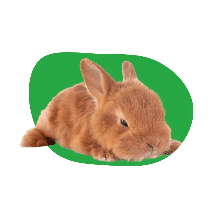 Comment soigner et nettoyer la plaie d'un lapin