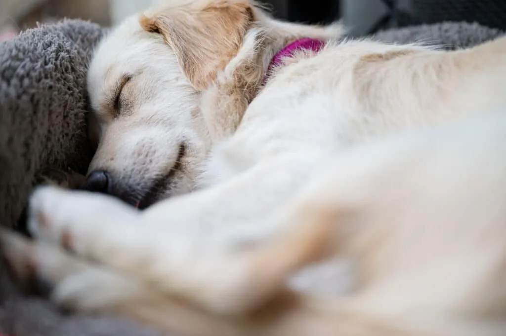 Prix de la crémation d'un chien ou d'un chat en Belgique