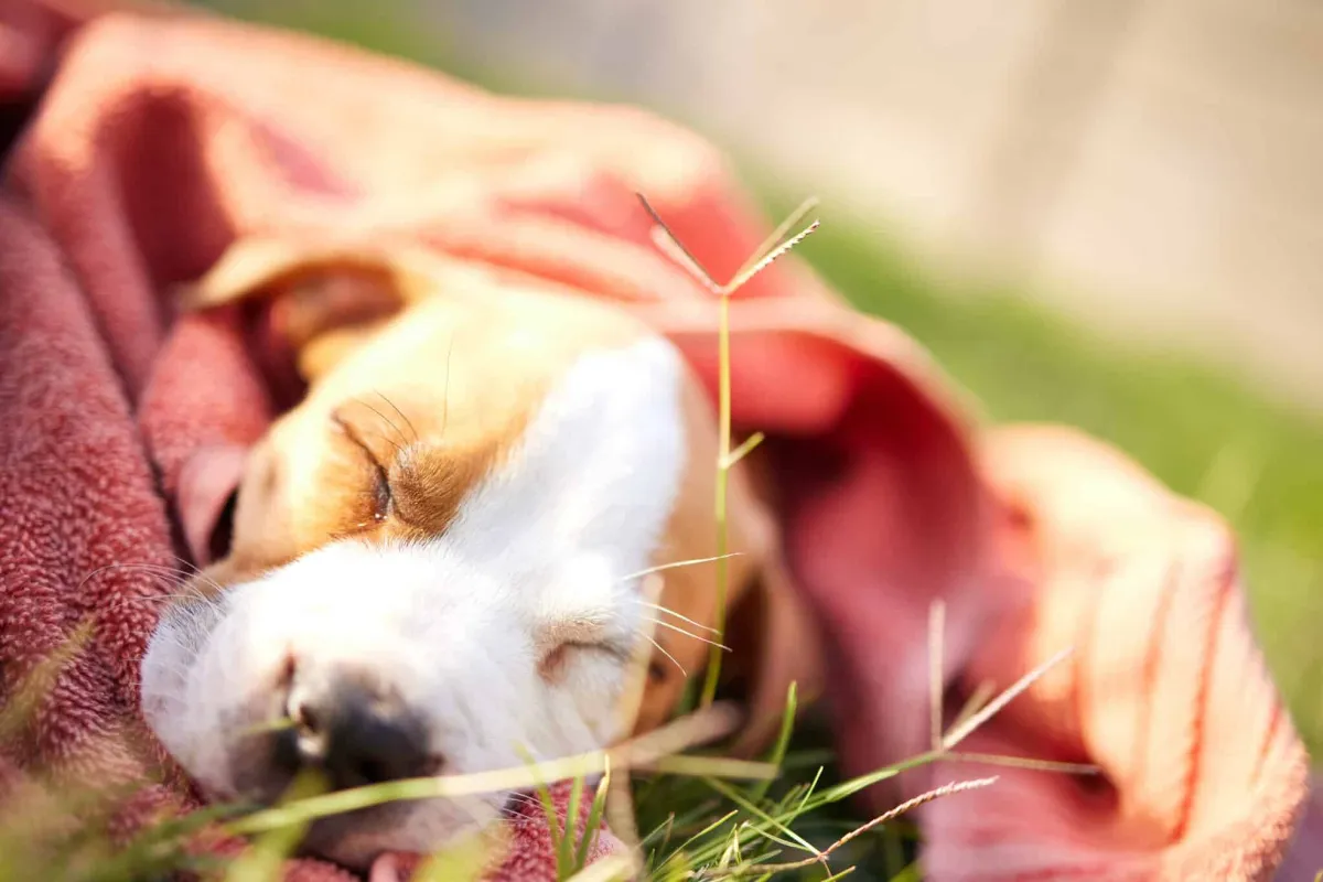 Prix de l'euthanasie d'un chien en Belgique : ce qu'il faut savoir