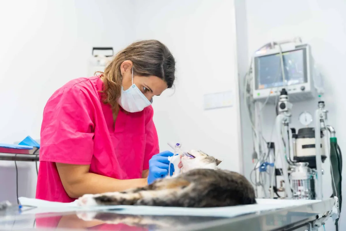 Prix de la stérilisation d'un chat en Belgique : quels coûts ?