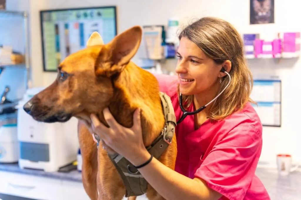 Comment se déroule l'identification d'un chien en Belgique