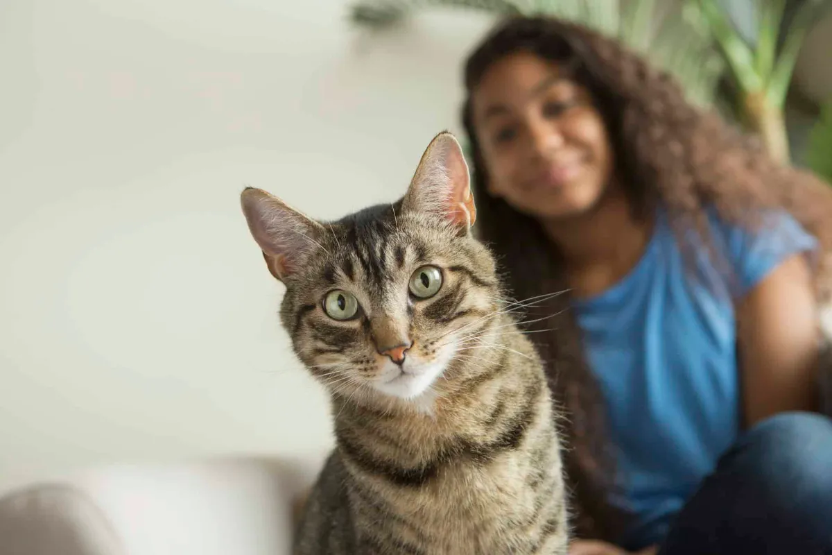 Combien coûte une opération chez le chat en Belgique ?