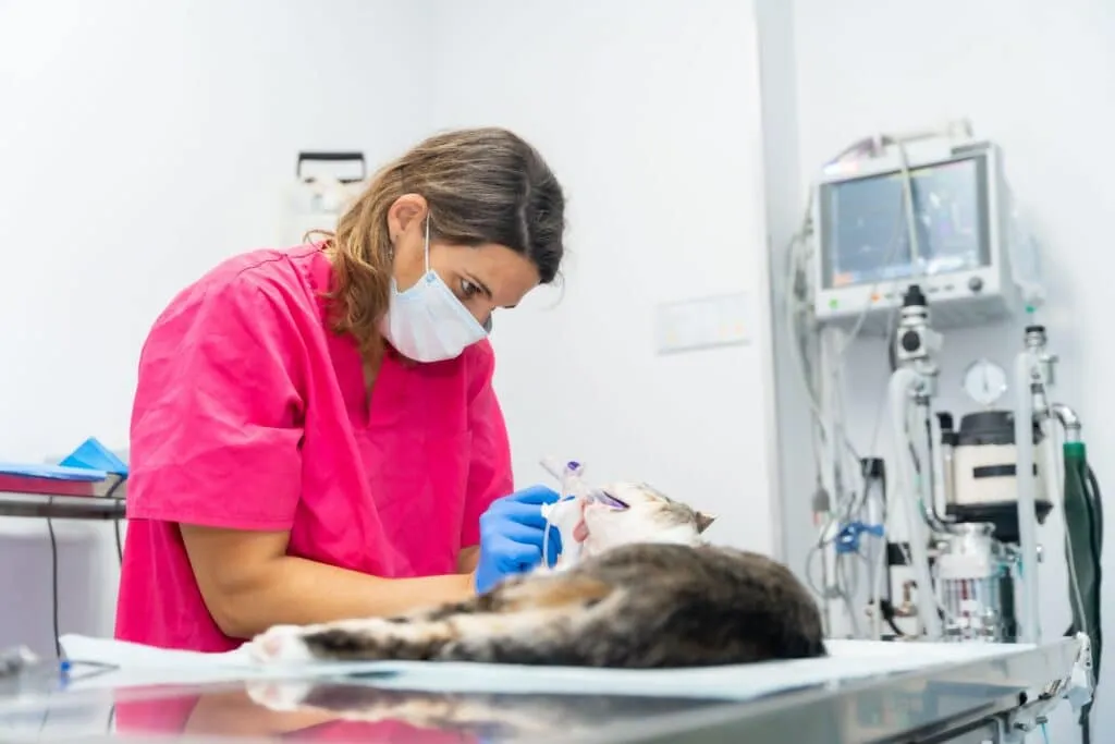 Prix d'une castration de chat en Belgique