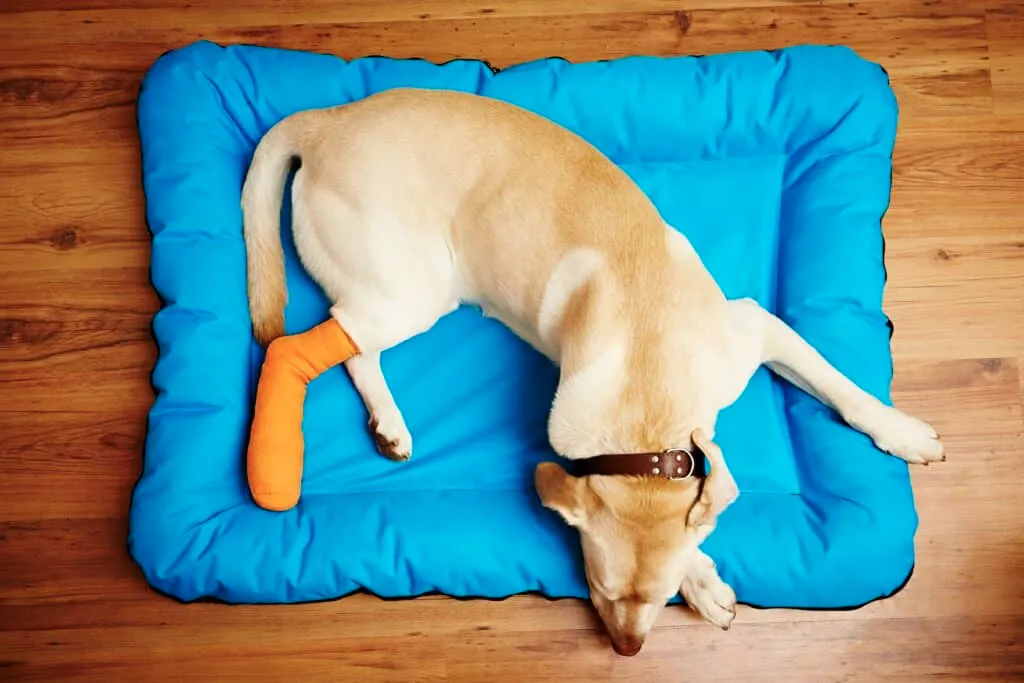 Prix d'une opération des ligaments croisés chez le chien sans assurance