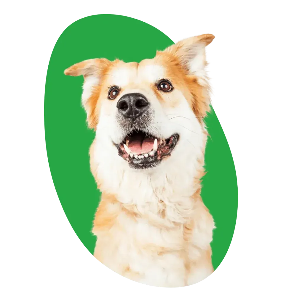 Chiot en bonne santé