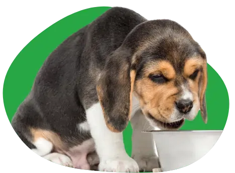 Prix du vaccin chien en Belgique : combien prévoir pour votre chiot et chaque année ?