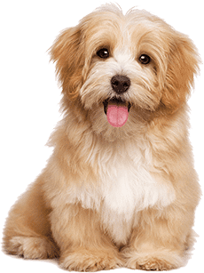 Comparer les assurances pour chiens