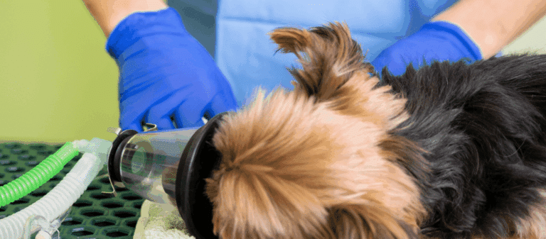 Coûts de l'euthanasie d'un chien en Belgique