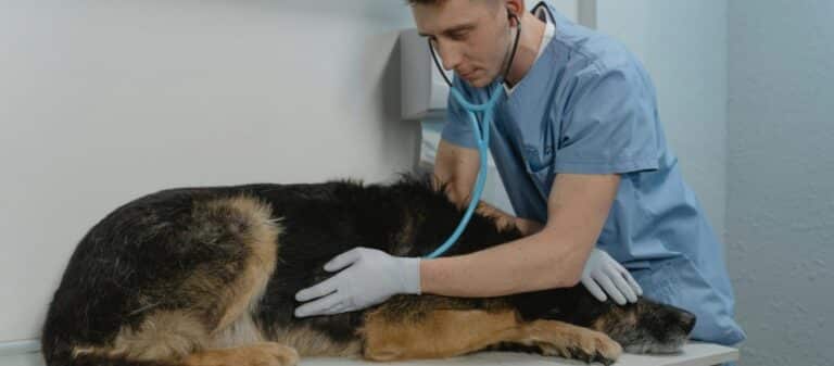 Coûts de l'examen HD pour les chiens