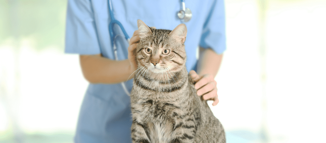 Prix ​​de la stérilisation des chats en Belgique