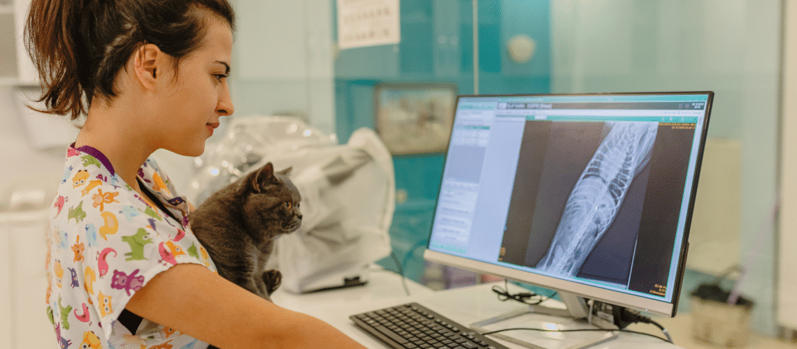 Coût d'une radiographie pour un chat