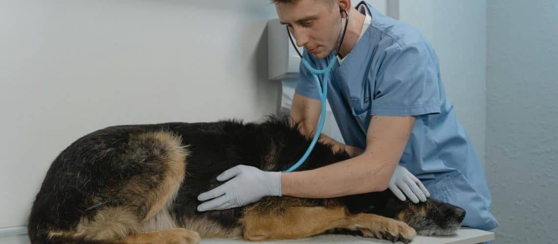 Coûts de l'examen HD pour les chiens