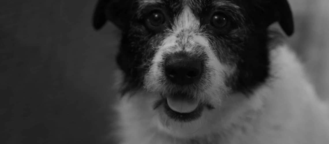 Quels sont les coûts de la chirurgie de la cataracte chez le chien