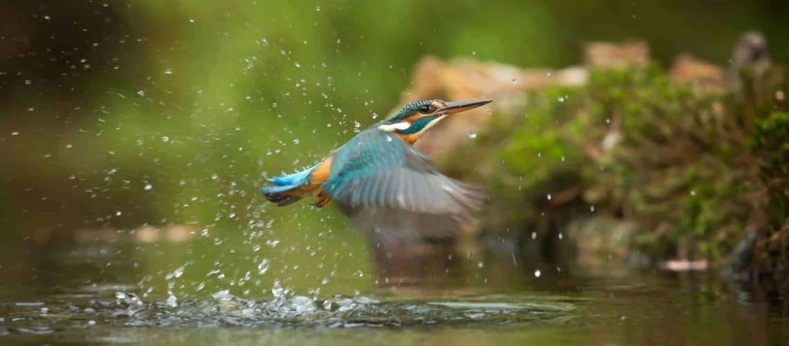 Combien de temps dure la grossesse d'un oiseau ?